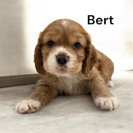 puppy, for, sale, Cocker Spaniel, Joe & Cherri  Overlease, dog, breeder, Miller, MO, dog-breeder, puppy-for-sale, forsale, nearby, find, puppyfind, locator, puppylocator, aca